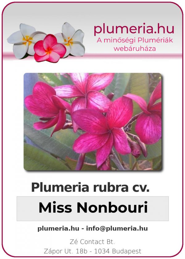 Plumeria rubra "Miss Nonbouri"