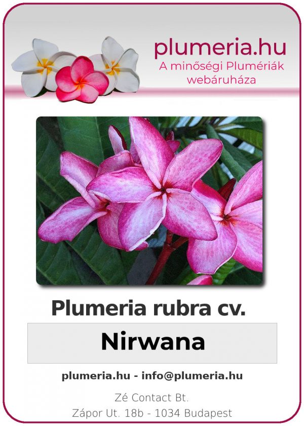 Plumeria rubra "Nirwana"