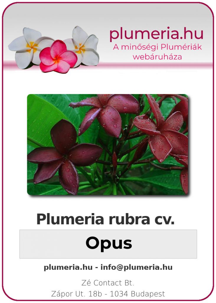 Plumeria rubra "Opus"