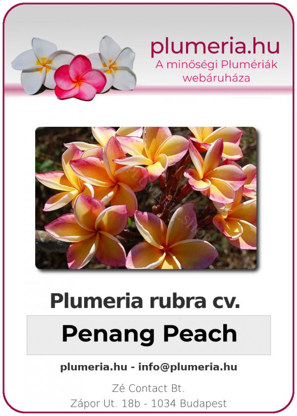 Plumeria rubra "Penang Peach"
