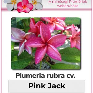 Plumeria rubra "Pink Jack"