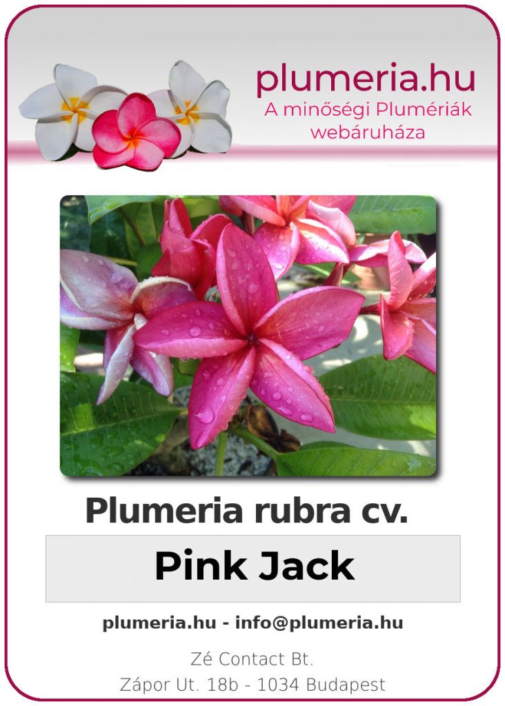 Plumeria rubra "Pink Jack"