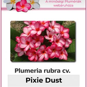Plumeria rubra "Pixie Dust"