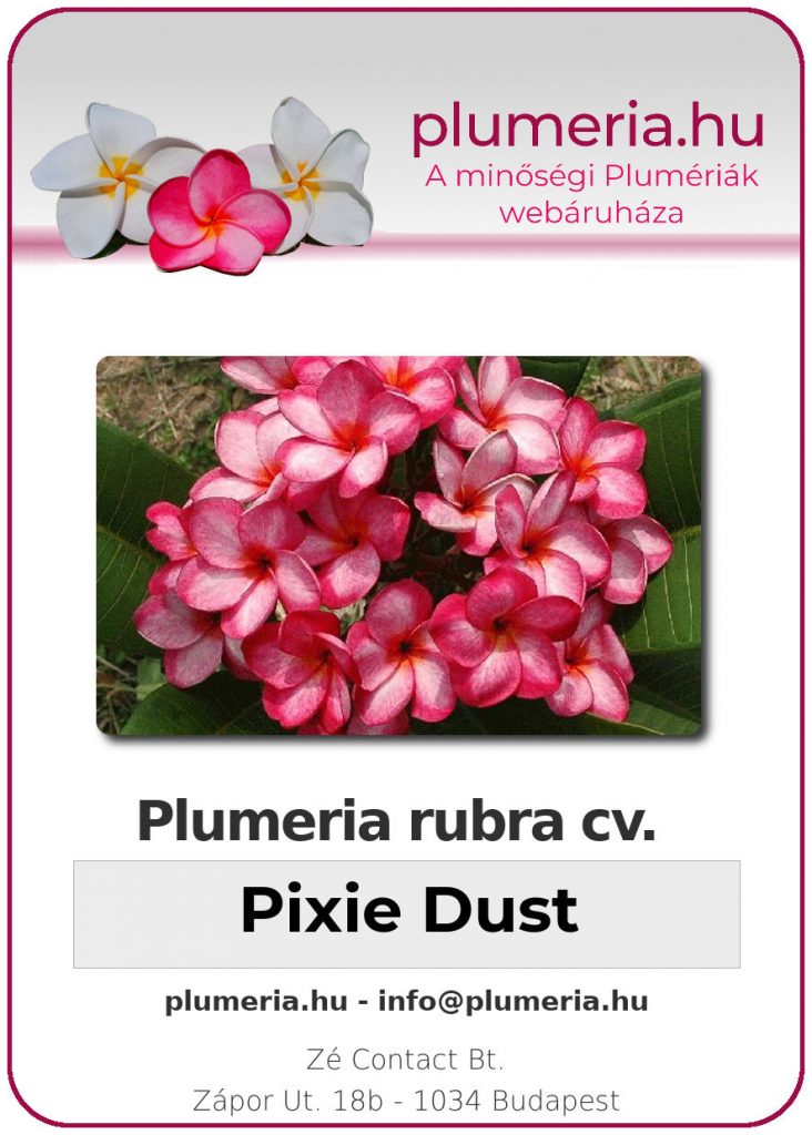 Plumeria rubra "Pixie Dust"