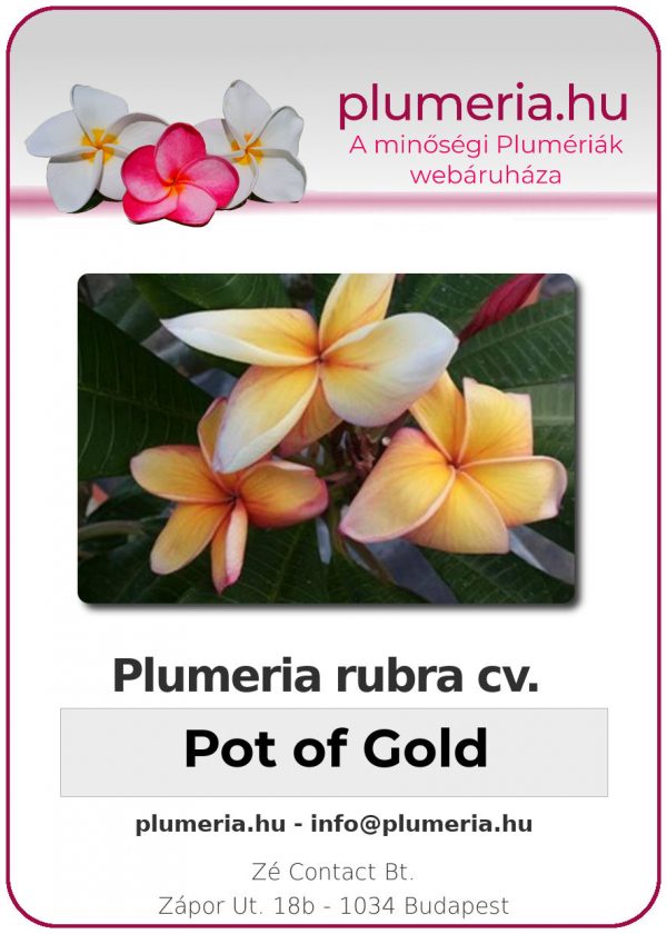 Plumeria rubra "Pot of Gold"