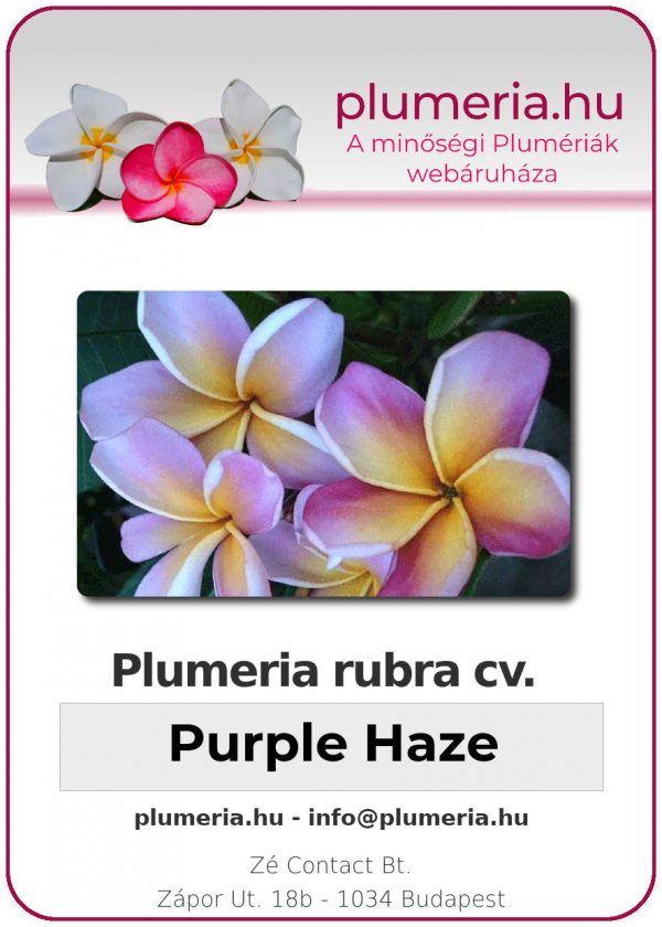 Plumeria rubra "Purple Haze"