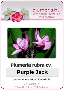 Plumeria rubra "Purple Jack"