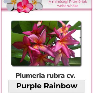 Plumeria rubra "Purple Rainbow"