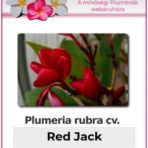 Plumeria rubra "Red Jack"