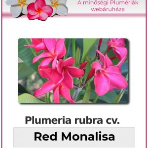 Plumeria rubra "Red Monalisa"