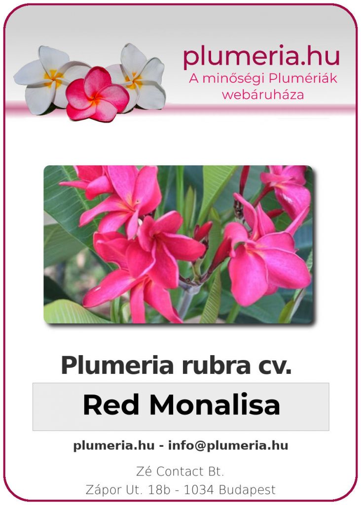 Plumeria rubra "Red Monalisa"