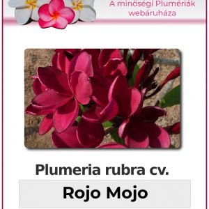 Plumeria rubra "Rojo Mojo"