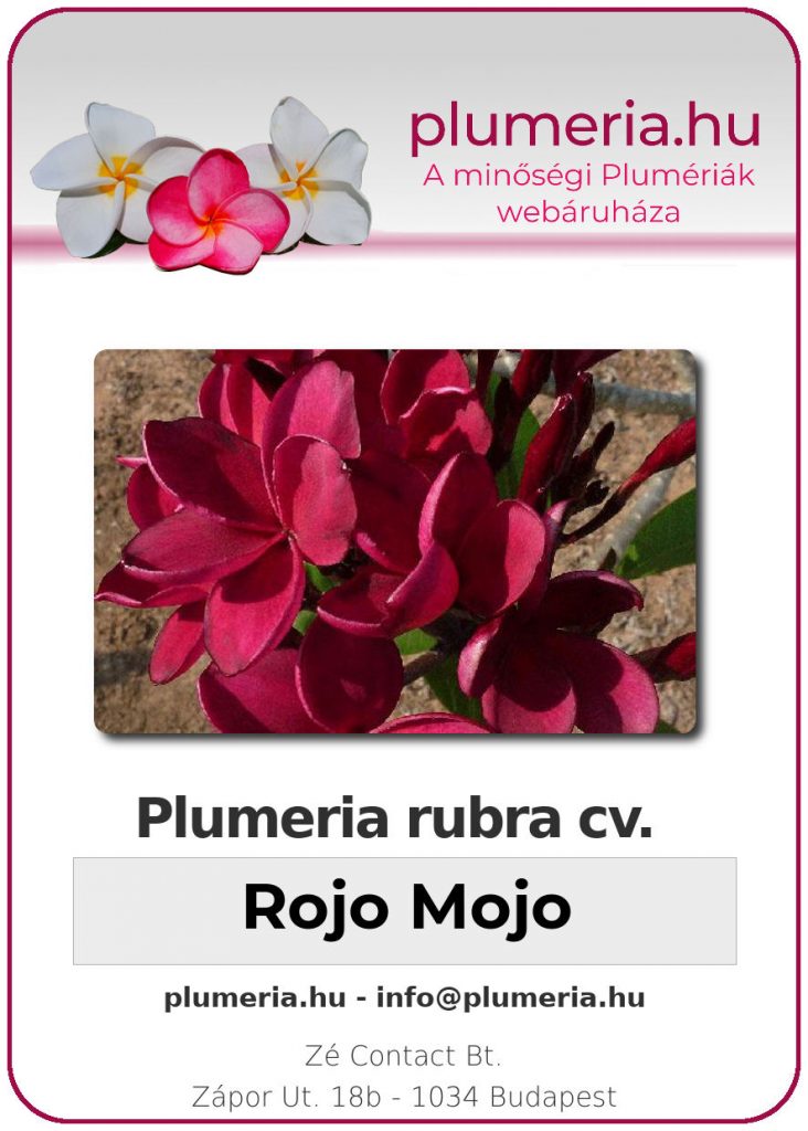 Plumeria rubra "Rojo Mojo"