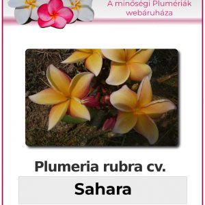 Plumeria rubra "Sahara"