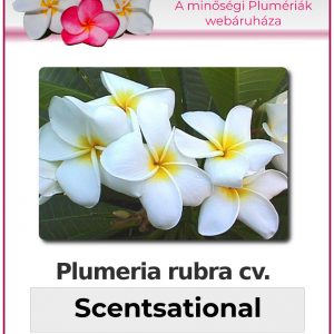 Plumeria rubra "Scentsational"