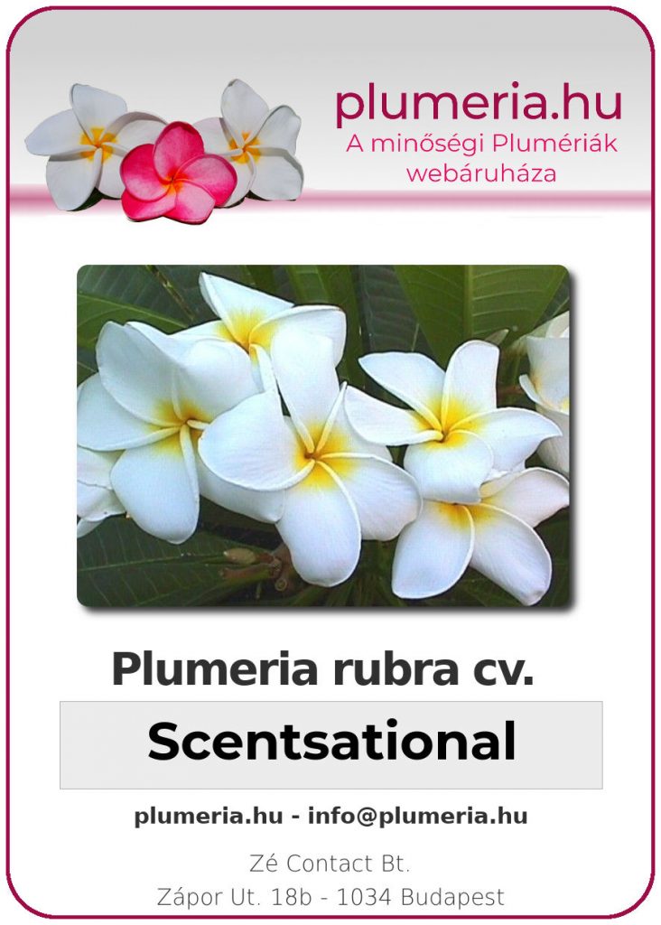 Plumeria rubra "Scentsational" - dugvány