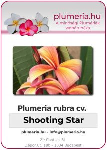 Plumeria rubra "Shooting Star"
