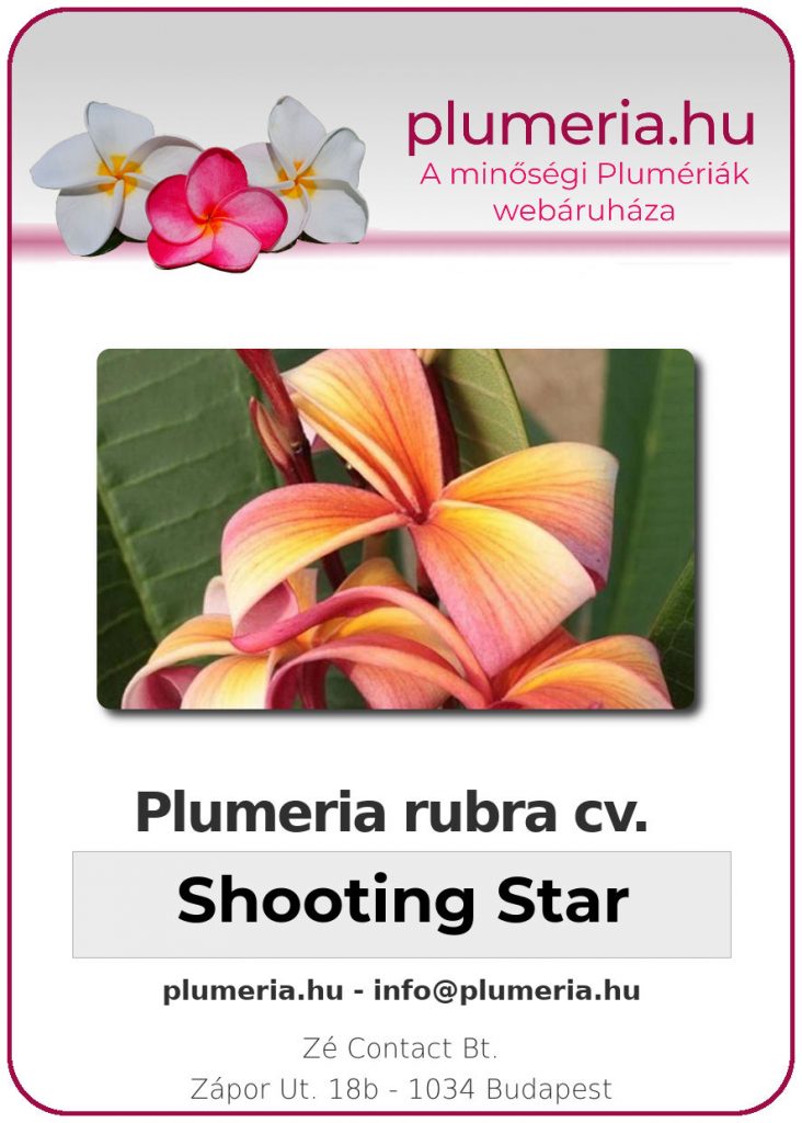Plumeria rubra "Shooting Star"