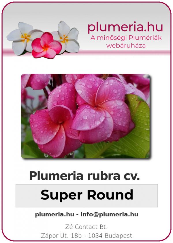 Plumeria rubra "Super Round"