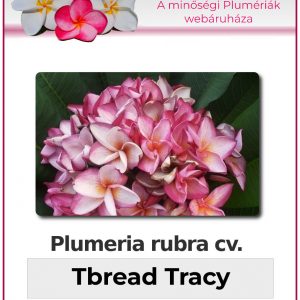 Plumeria rubra "Tbread Tracy"