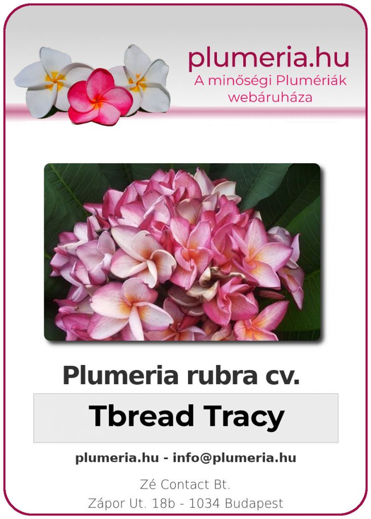 Plumeria rubra "Tbread Tracy"