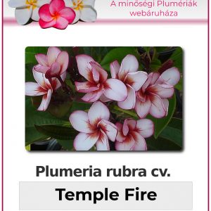 Plumeria rubra "Temple Fire"