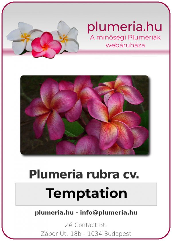 Plumeria rubra "Temptation"