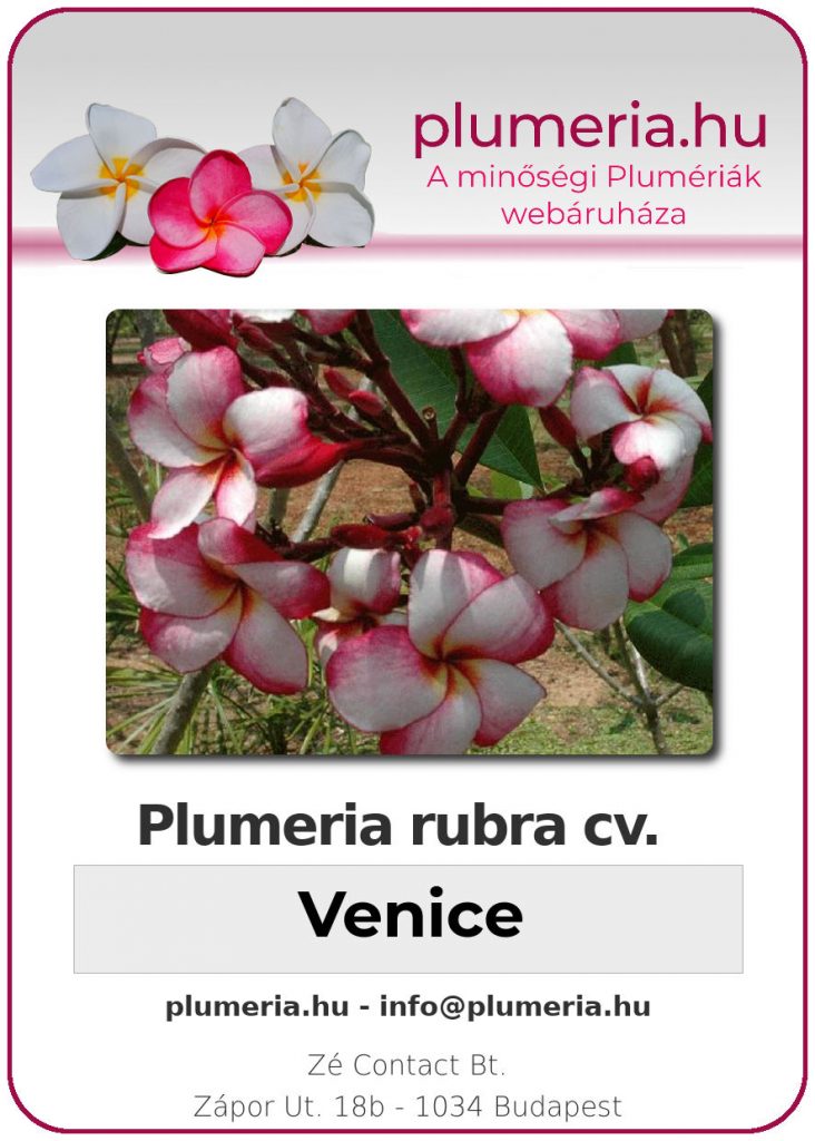 Plumeria rubra "Venice"