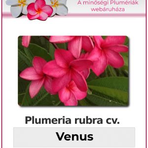 Plumeria rubra "Venus"