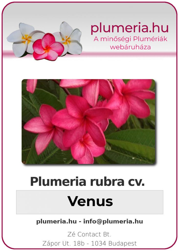 Plumeria rubra "Venus"