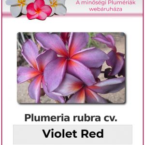 Plumeria rubra "Violet Red"