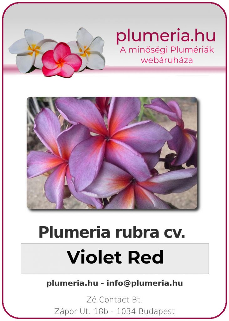 Plumeria rubra "Violet Red"