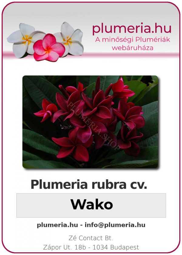 Plumeria rubra "Wako"
