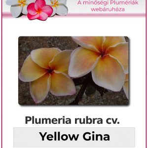 Plumeria rubra "Yellow Gina"