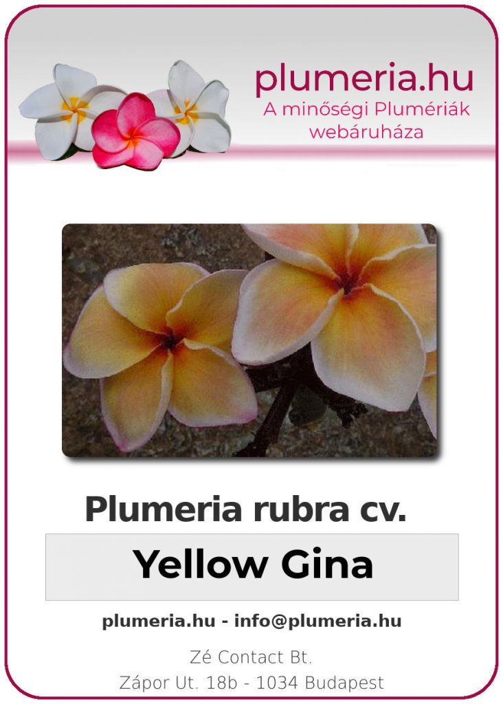 Plumeria rubra "Yellow Gina"