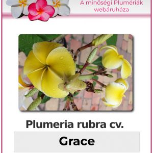 Plumeria rubra - "Grace"