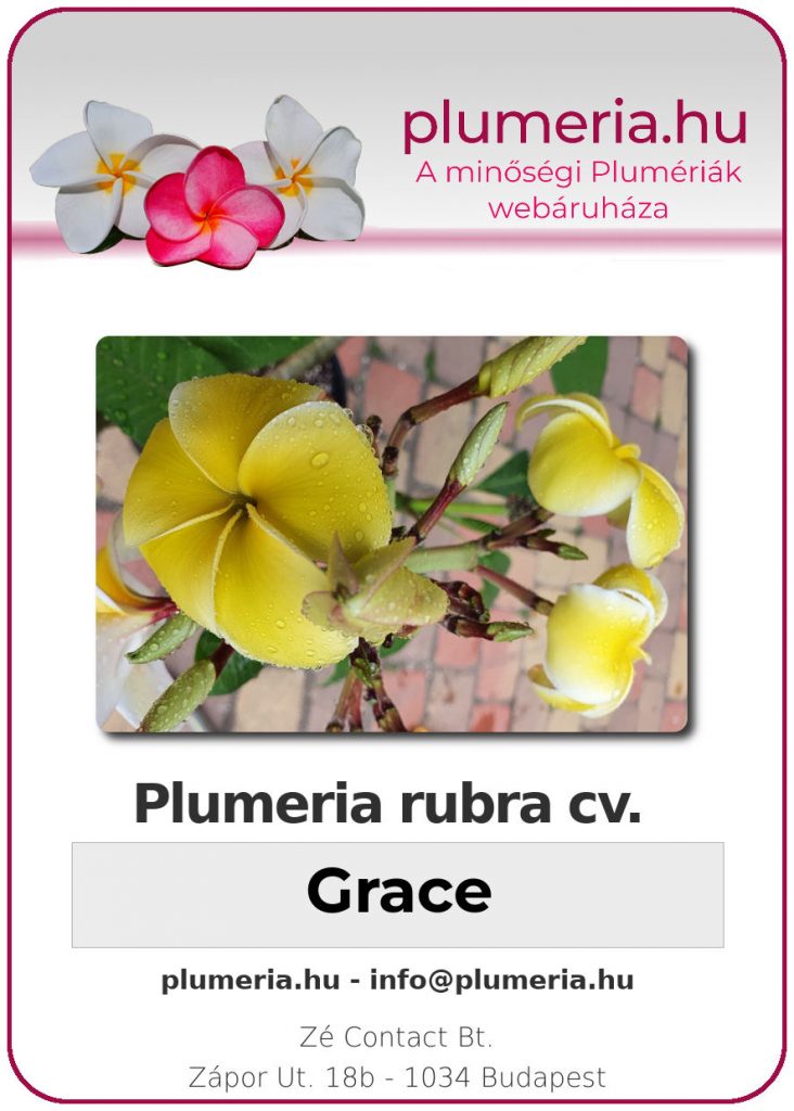 Plumeria rubra "Grace"