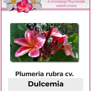 Plumeria rubra "Dulcemia"