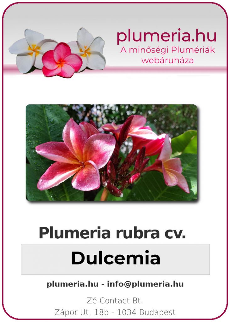 Plumeria rubra "Dulcemia" - dugvány