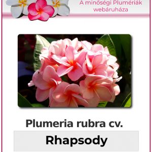 Plumeria rubra "Rhapsody"