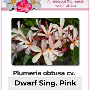 Plumeria obtusa "Dwarf Singapore White"