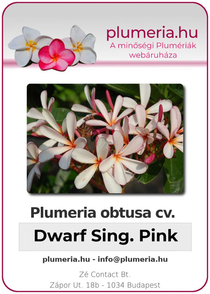 Plumeria obtusa "Dwarf Singapore Pink", kicsi növények
