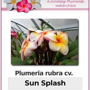 Plumeria rubra "Sun Splash"