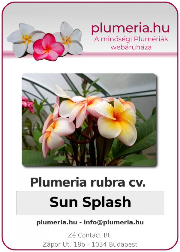 Plumeria rubra "Sun Splash"