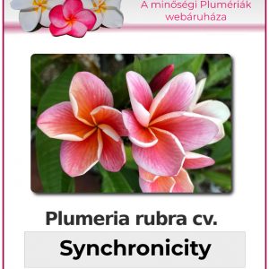 Plumeria rubra "Synchronicity"
