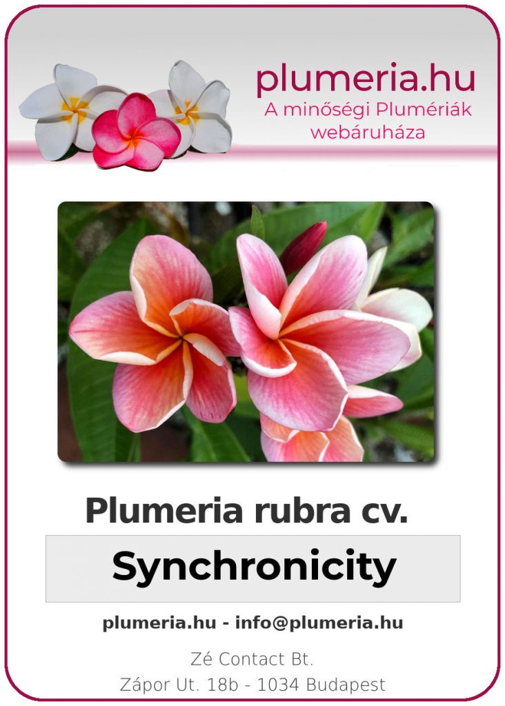 Plumeria rubra "Synchronicity"