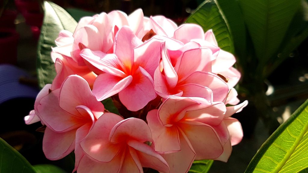 Plumeria rubra "Rhapsody"
