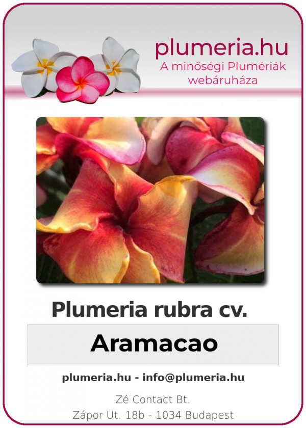 Plumeria rubra "Aramacao"