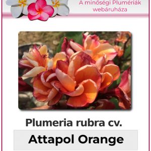 Plumeria rubra "Attapol Orange"