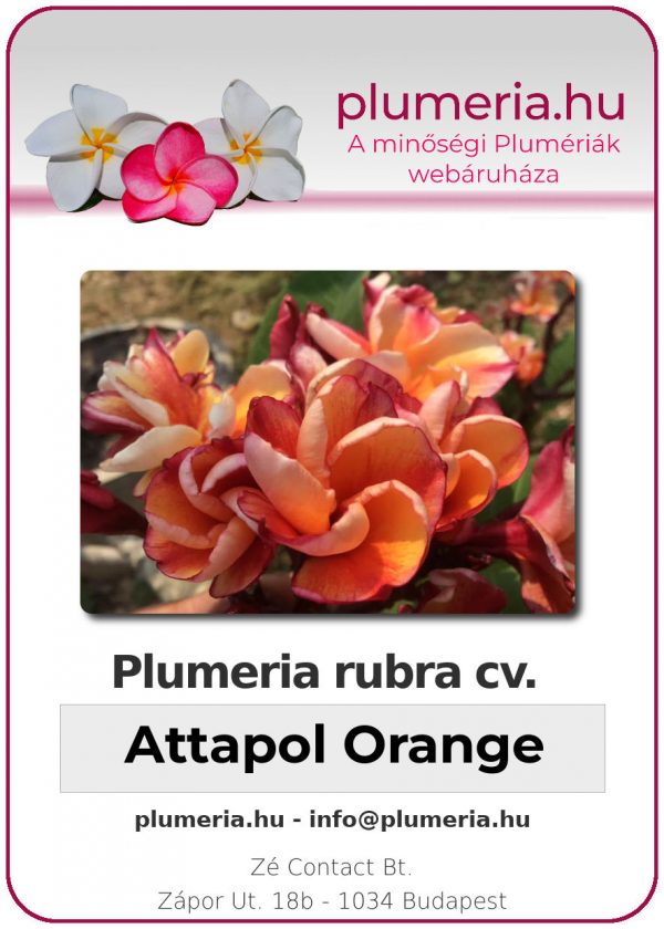 Plumeria rubra "Attapol Orange"